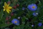 USA, Idaho. Aster and arrowleaf balsamroot wildflowers in Caribou Targhee National Forest Art Print